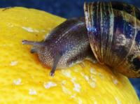 Snail�