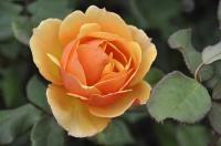 Orange Rose�