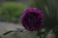 Purple Rose�