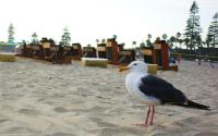 Seagull�