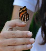 Butterfly Friend�