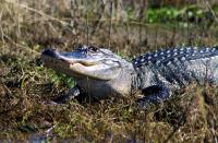 Gator�