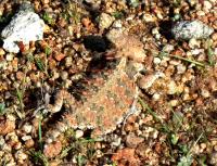 Horned Lizard�