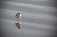 Beach Bird 