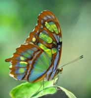 Butterfly�