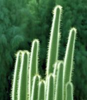 Cactus�