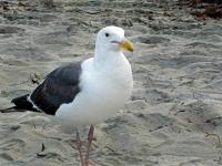 Sea Gull�