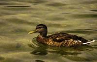 Quack�