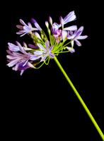 Agapanthus�