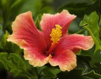 Hibiscus�