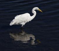 Egret�