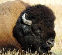 Buffalo�