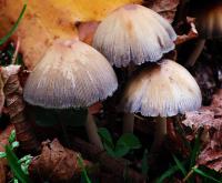 Mushrooms�