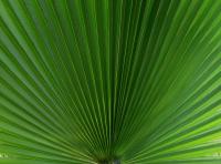 Palm Leaf�