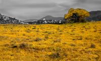 YellowField�