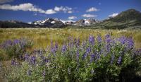 Lupines�