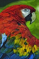 Macaw�