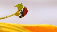 ladybug 2�