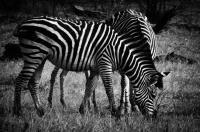 Zebras�