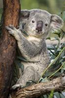 Koala�