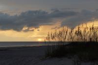 Sea Oats at Sunset�