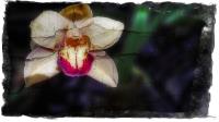 Orchid�