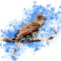 Bird Splatter 