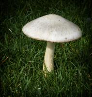 Mushroom 