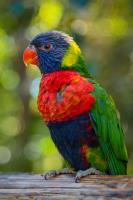 Lorikeet 