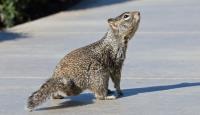 Inquisitive Squirrel 