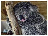 Koala1 