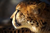 Cheetah�