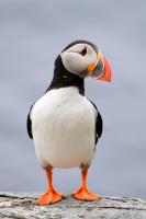 Puffin�