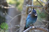 Blue Bird�