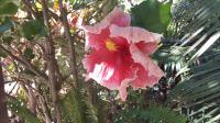 Giant Hibiscus�