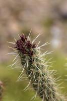 Cholla�