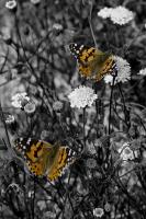 Painted Lady�