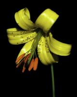 Lemon Lily�