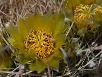 Desert Flower�