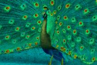 Peacock�