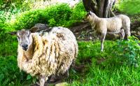 Sheep�