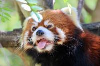 Clark the Red Panda�