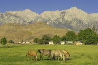 Lone Pine Horses�