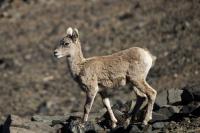 Bighorn Kid�