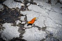 Taken in Panajachel. Love the contrast of the bright beautiful butterfly with the dreary and broken road where it landed.�