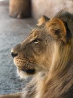 Taken at the San Diego Zoo Safari Park�