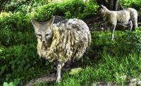 Wolf in Sheeps Clothing�