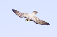 Peregrine�