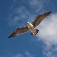 Shorebird�